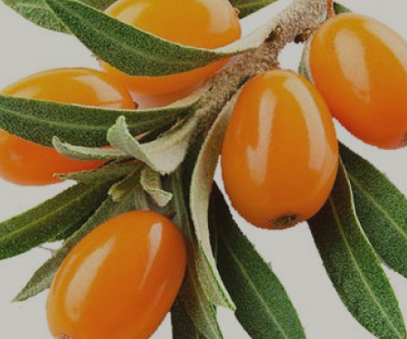 Sea Buckthorn Oil