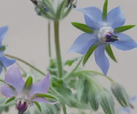 Borage Seed Oil