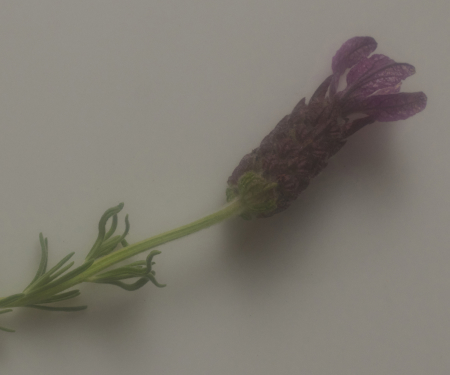 Aromatherapy Flower Oils
